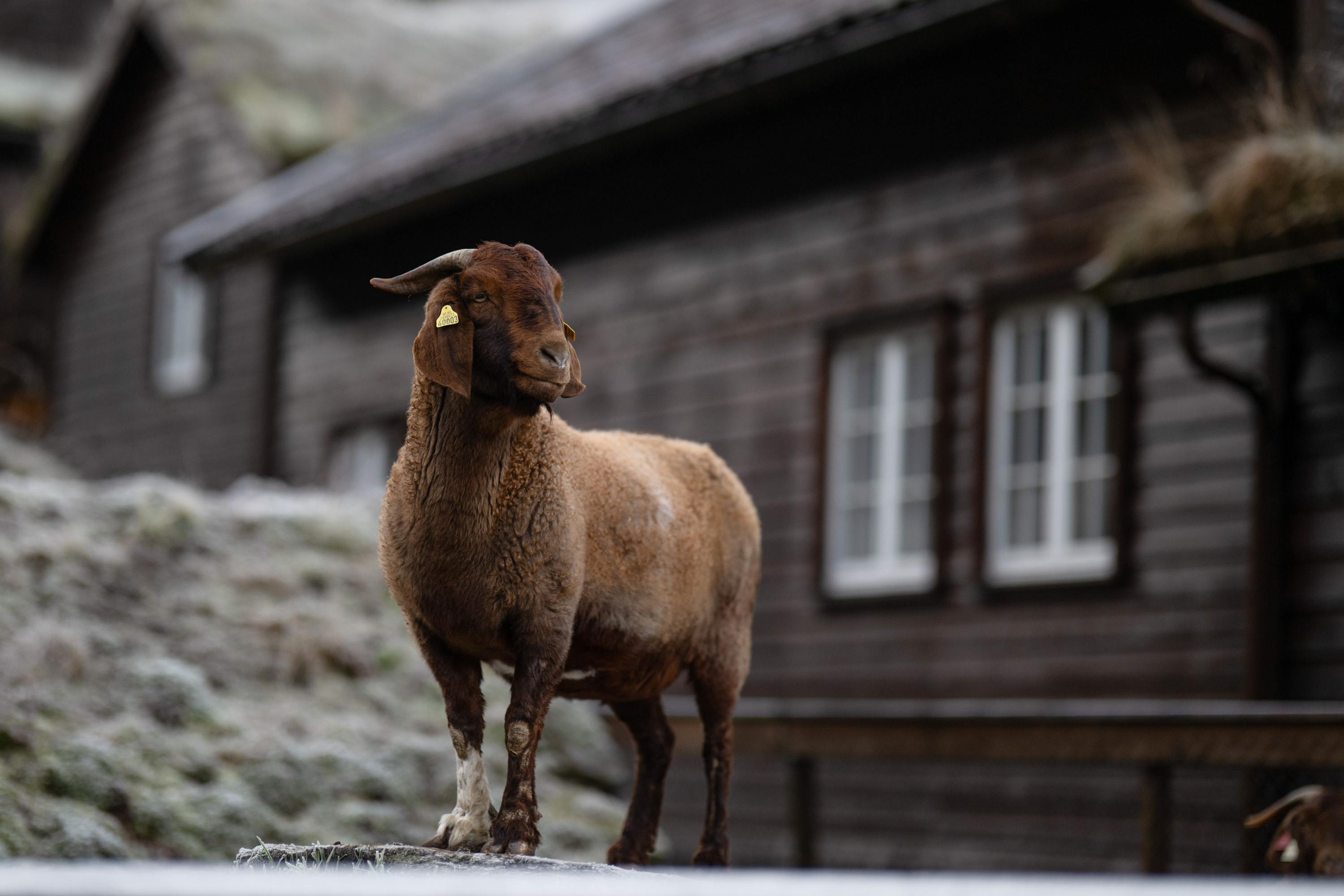 Byrkjedalstunet vinter