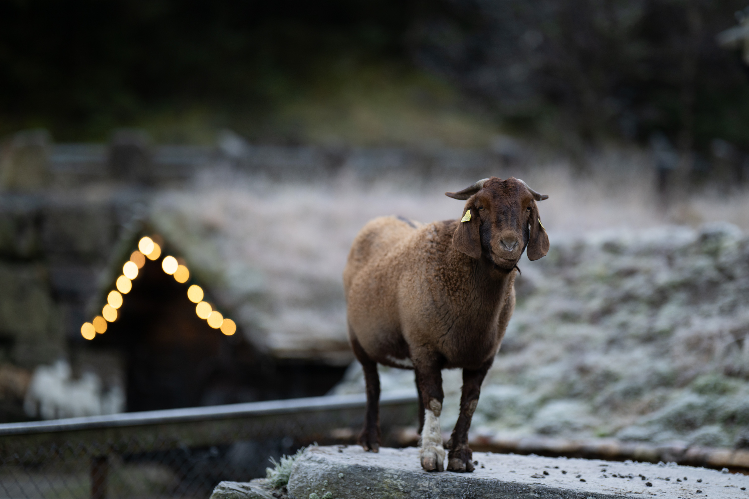 Byrkjedalstunet vinter