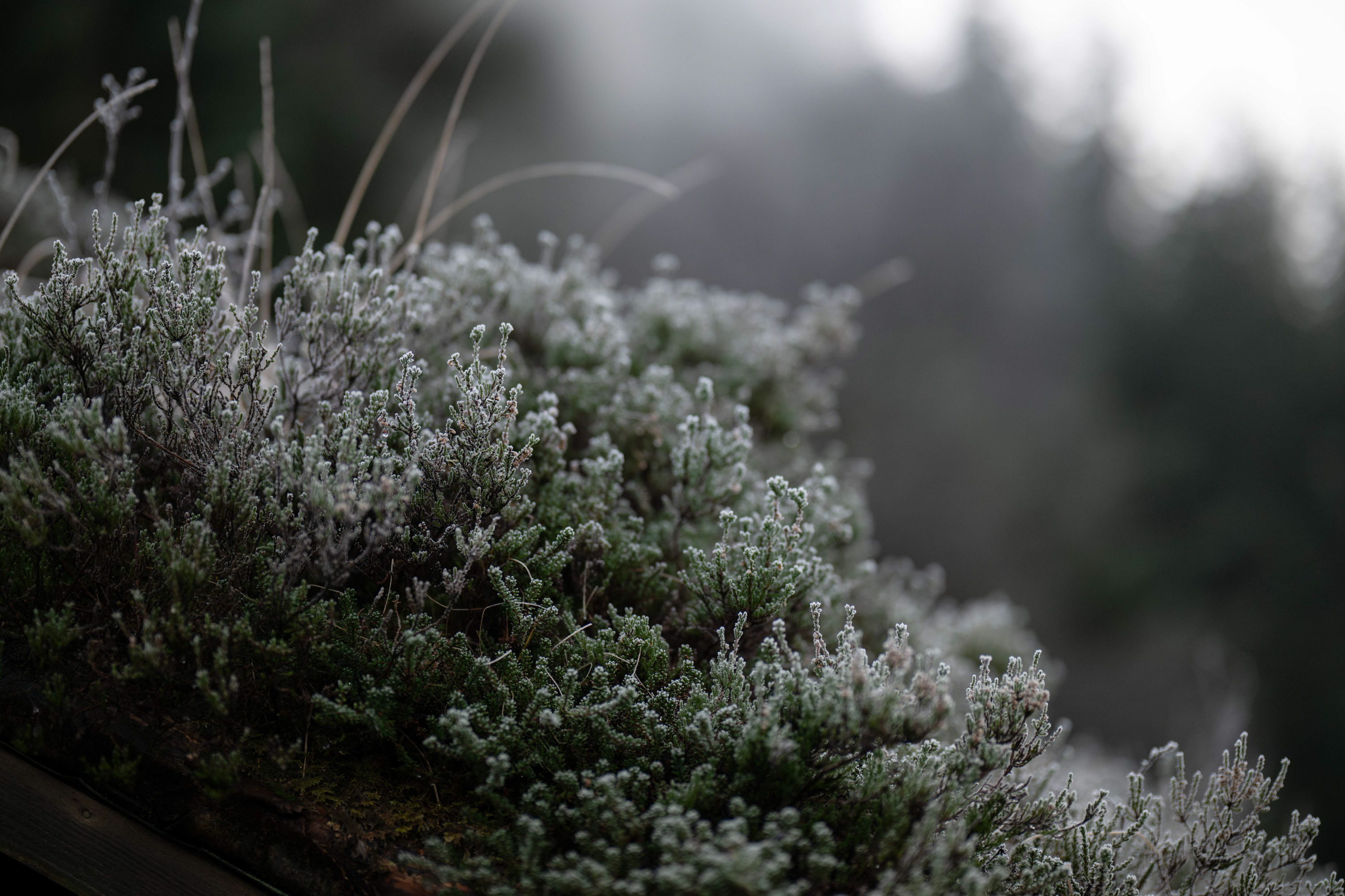 Byrkjedalstunet vinter
